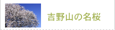 吉野山の名桜